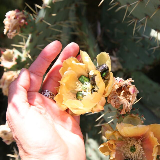 Fleur de vie
au cœur des épines
s'épanouit.